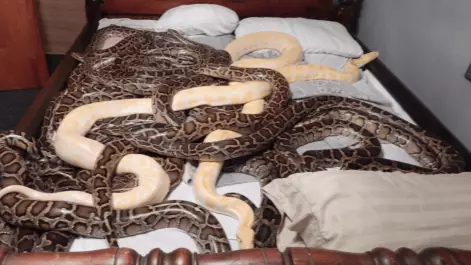 Man Charged After 20 Burmese Pythons Found Roaming Around His House
