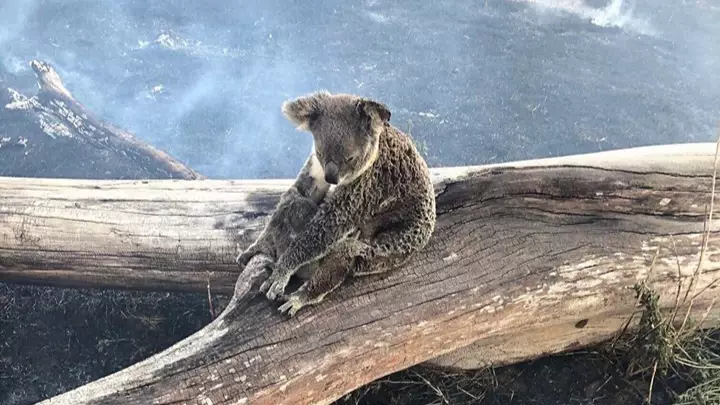 Koala Tries To Protect Her Baby From Bushfires In Australia.