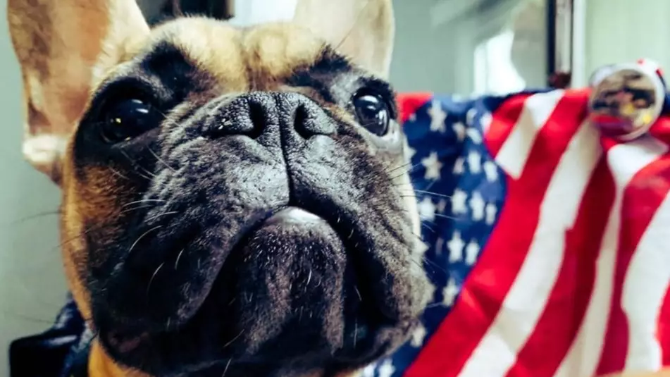French Bulldog Named Wilbur Elected Mayor Of Kentucky Town