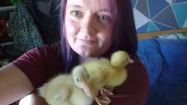 Charli hatched three ducklings from the eggs (