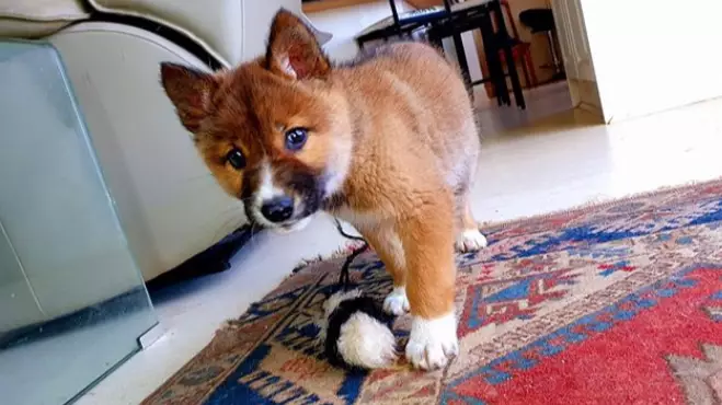Cute Puppy Found In Woman's Garden Turns Out To Be Rare Dingo 