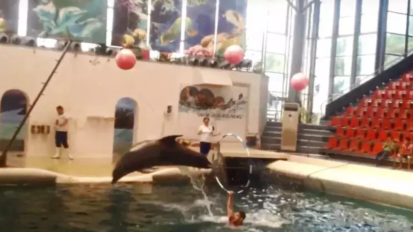 Baby Dolphin Dies 'Mid Performance' At Water Park In Bulgaria