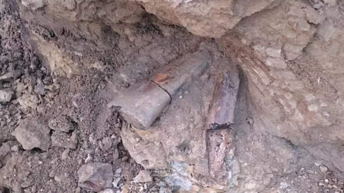 Dinosaur Bones Of Adult Triceratops Found At Colorado Building Site