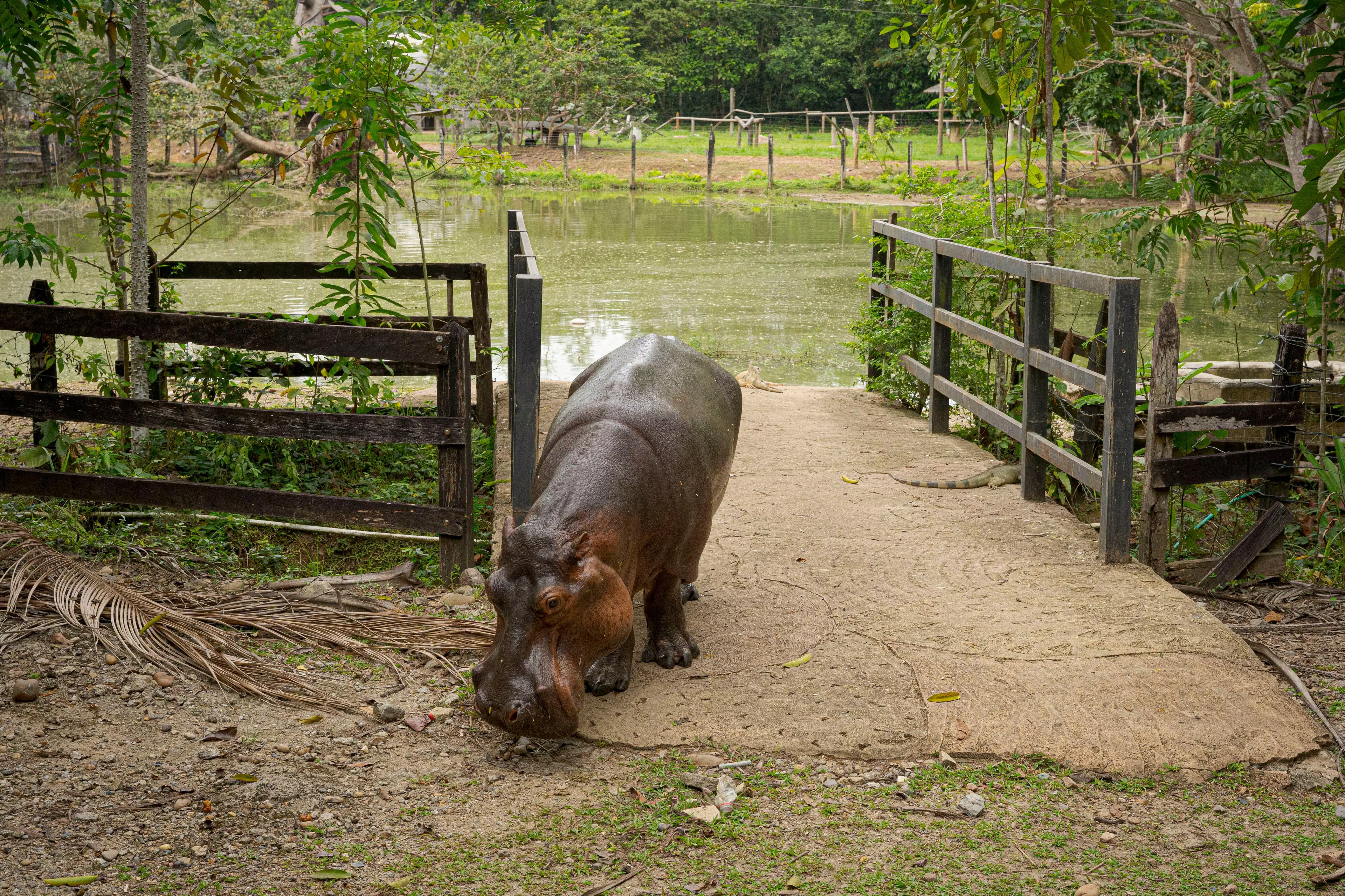 A hippo photographed in Pablo Escobar's old Hacienda Nápoles ranch.