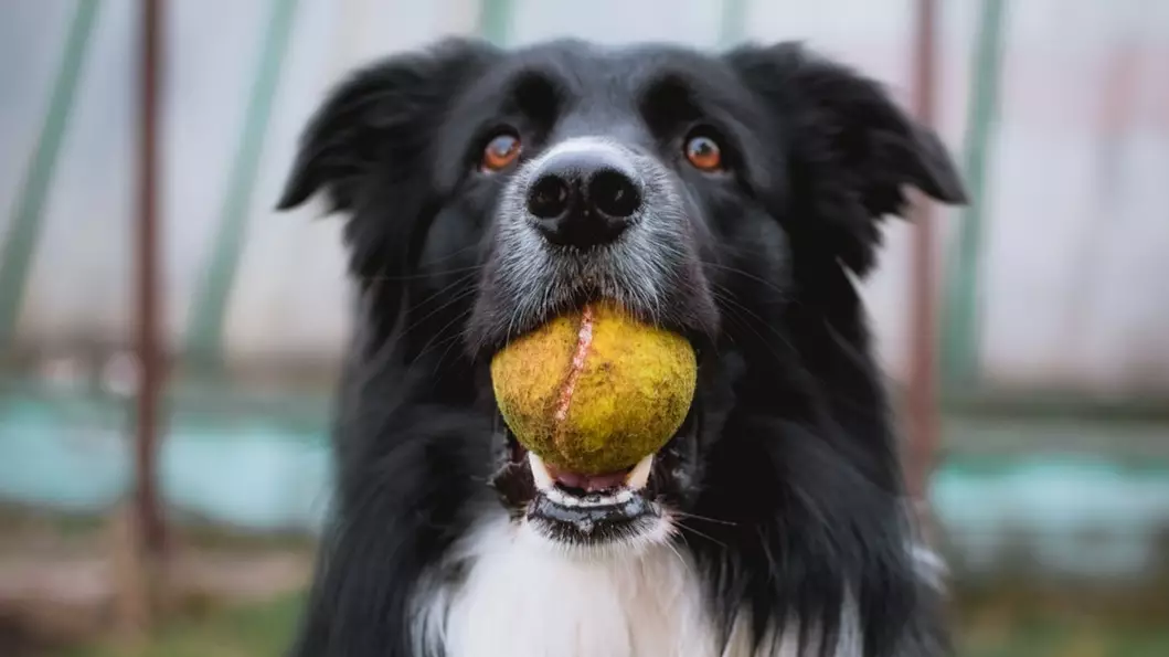 Dog Owner Finds Tennis Ball With Razor Blade Inside In Park