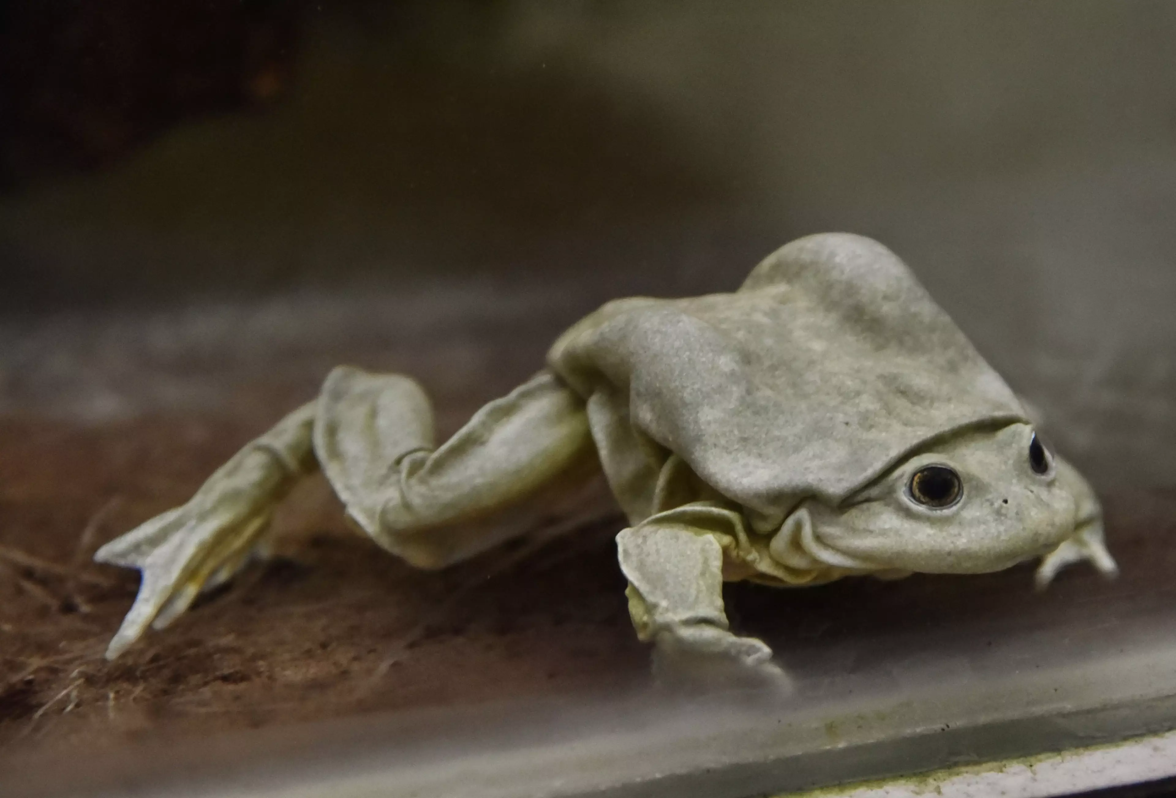 No, your eyes aren't deceiving you - that is a frog.