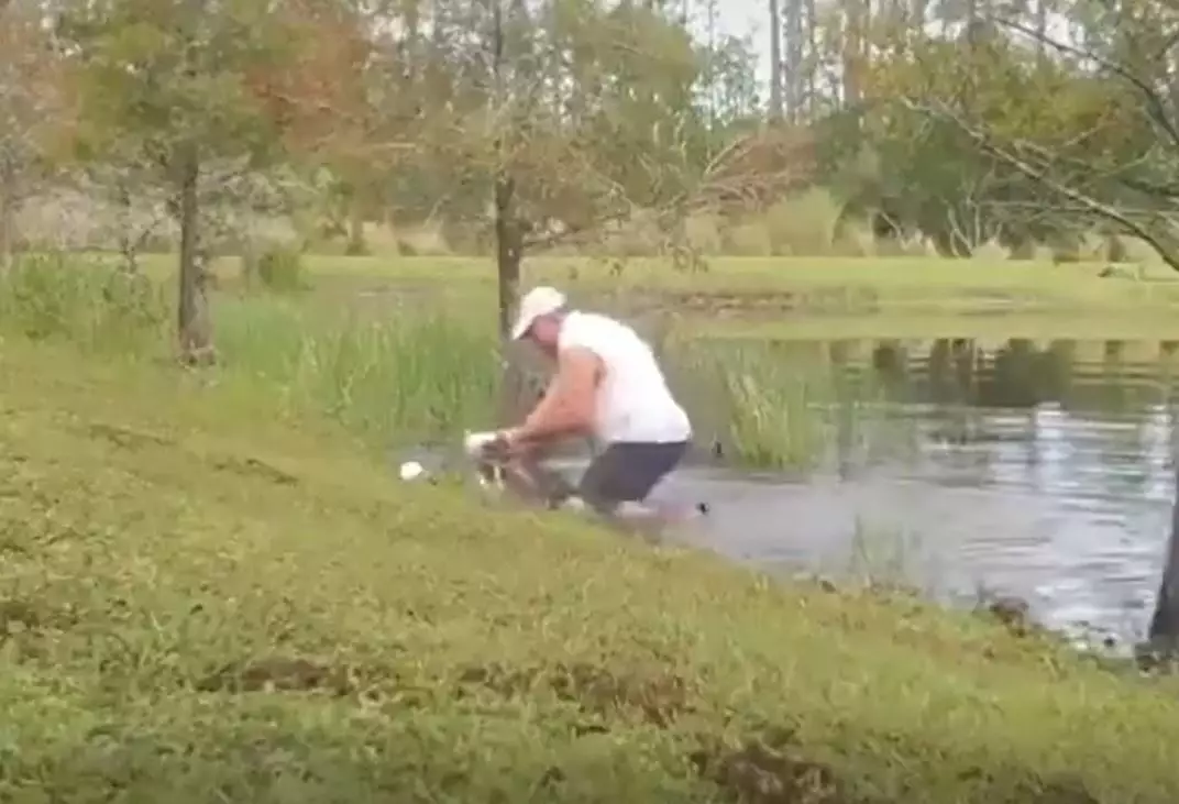 The owner dived in the water to save his dog from the alligator.
