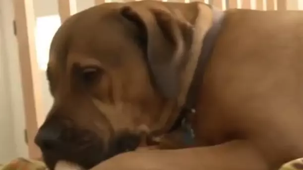 Incompetent Guard Dog Found Sleeping With Drunken Home Intruder