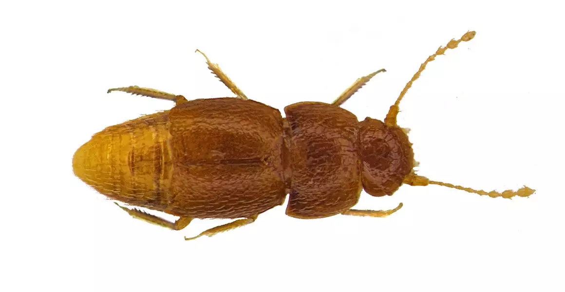 Greta has also been named after a new species of beetle.