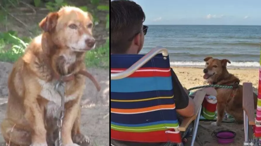 Dying Dog Who Spent Whole Life In Chains Ticks Off Bucket List In Final Days