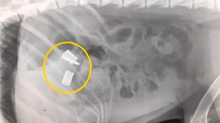 Stunned Vets Remove One Metre Lead Hanging Out Of Labrador's Bottom