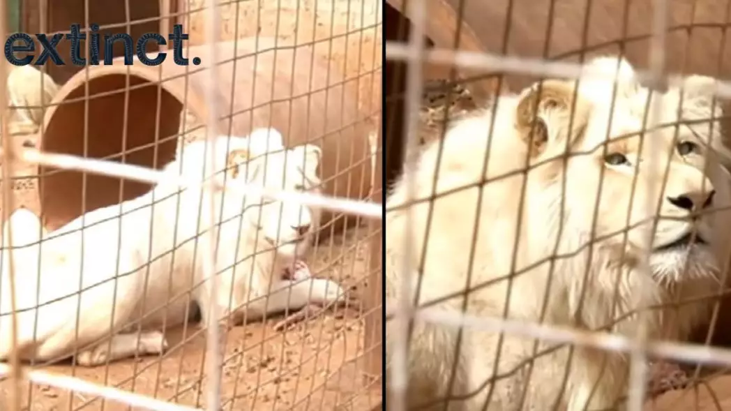 Rare White Lion Is Being Auctioned Off And 'Could Be Shot By Trophy Hunters'