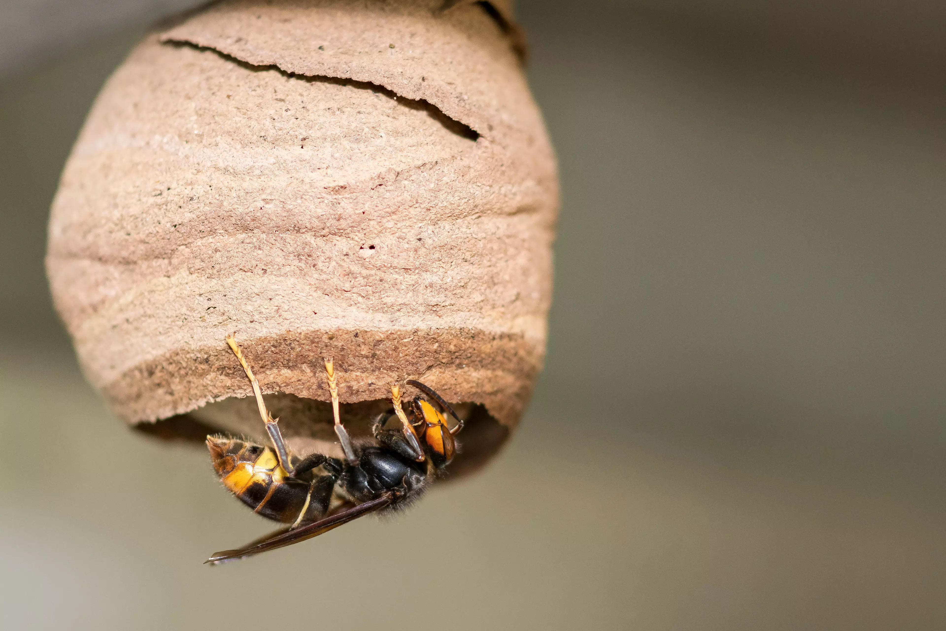 Jersey residents have been asked to report any sightings of the Asian Hornets (