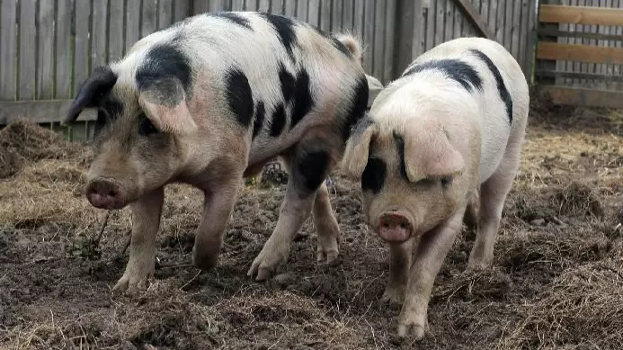 School To Slaughter Its Pet Pigs To Teach Pupils About The Food Chain