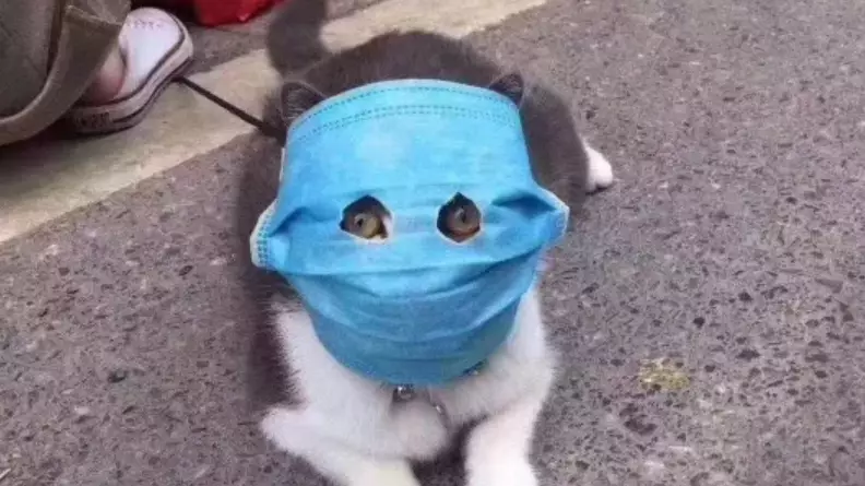 Cat Given Human Face Mask With Eye Holes To Protect From Coronavirus