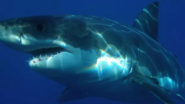Scientists Tracking Massive Group Of Great White Sharks Off US Coast