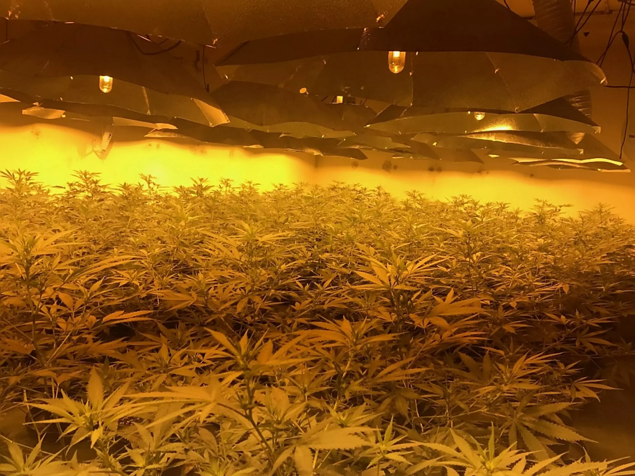 Police Find £1 Million Worth Of Cannabis In Underground Bunker 