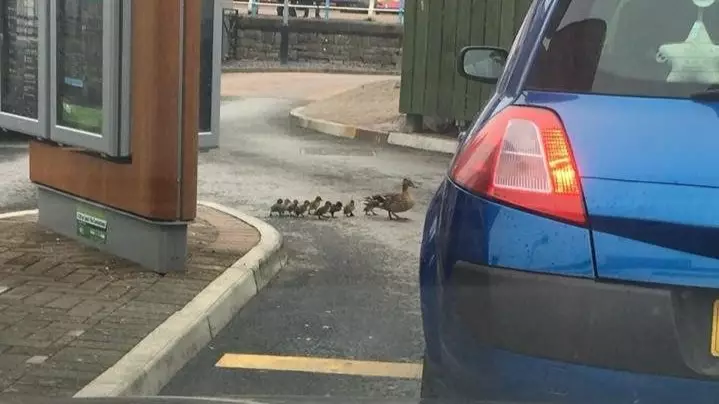 ‘Heartless’ Driver Runs Over Ducklings At McDonald’s Drive-Thru