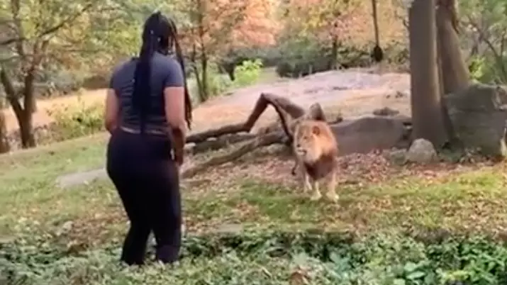 Woman Climbs Into Zoo Enclosure And Taunts Lion