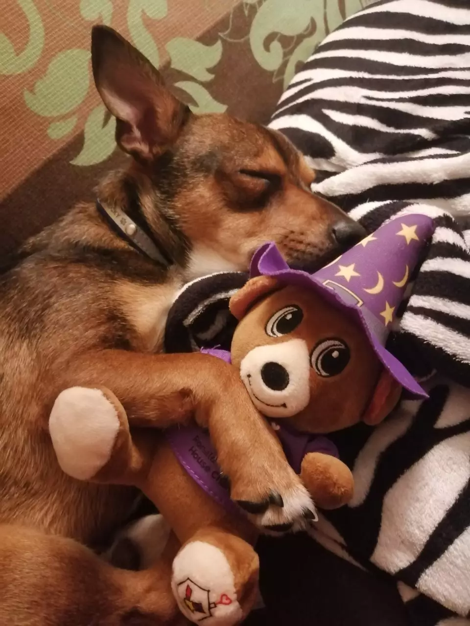 Rocky is now recovering with his cuddly toy (