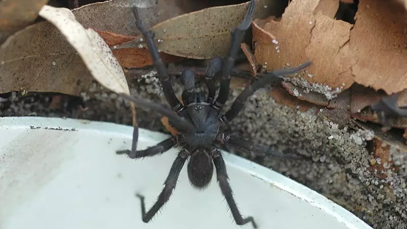 World's Deadliest Spider Could Be Creeping Into Aussie Homes This Christmas