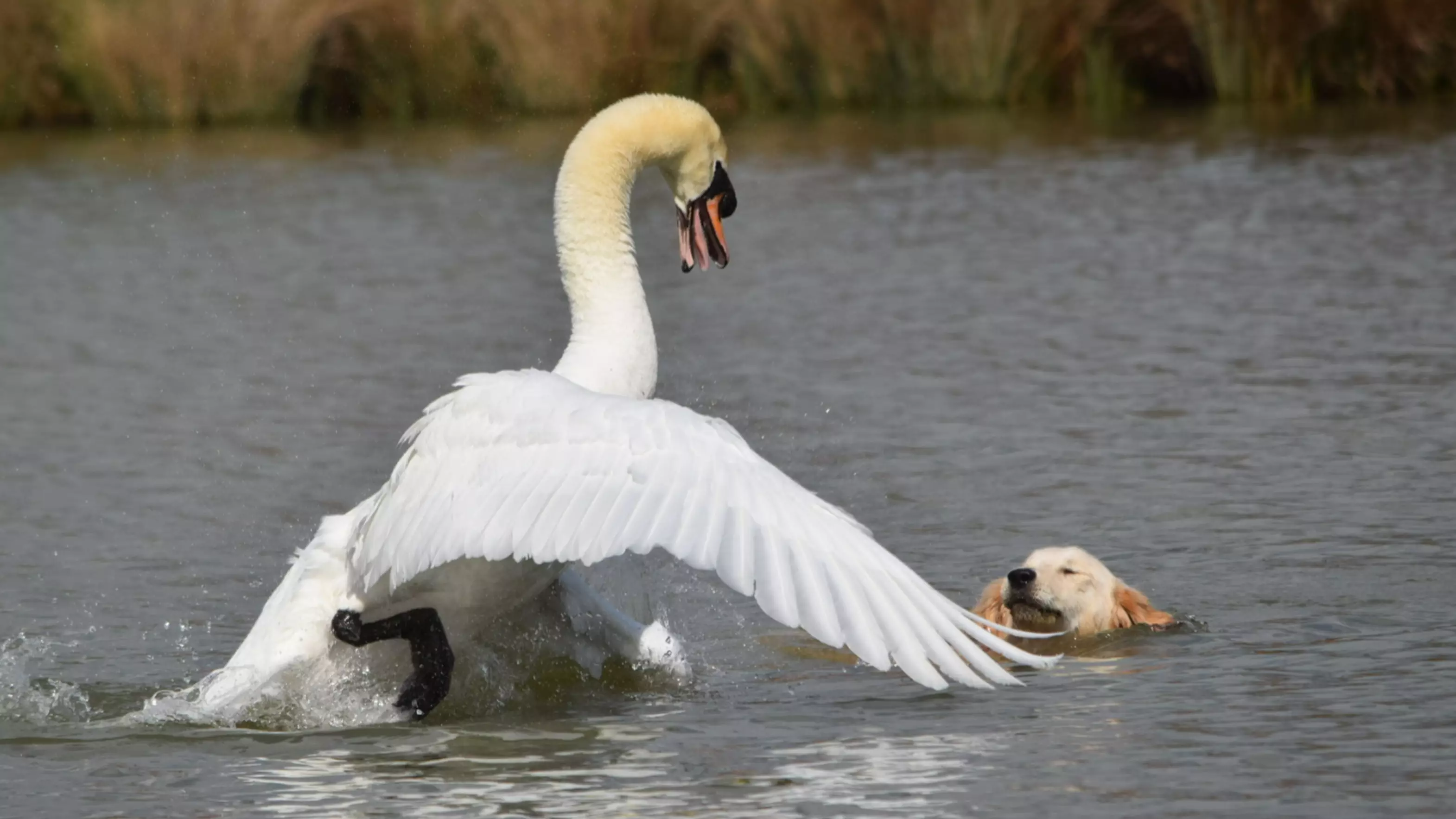 Dog Owners Slammed As Labrador Attacks Swan Protecting Its Young