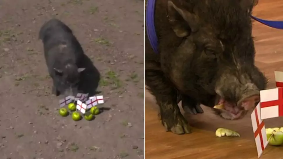 Fans Call For 'Marcus The Mystic Pig' To Be Turned Into Bacon After Predicting England Win