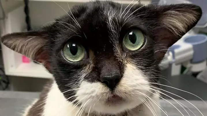 Stray Cat Who Looks Like Dobby Is Searching For Her Forever Home