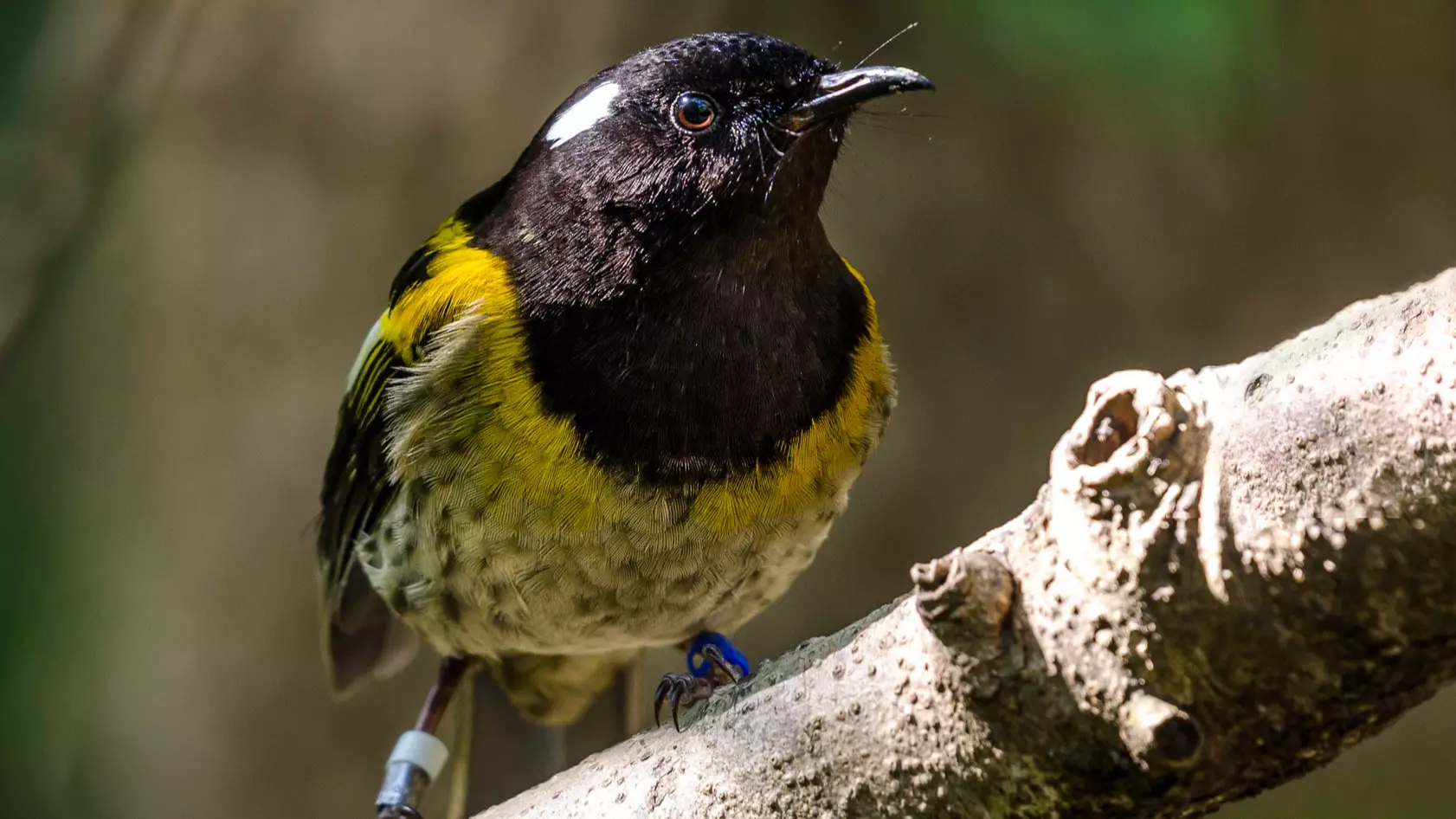 Bird With ‘Unusually Large Testicles’ Could Win New Zealand’s Bird Of The Year