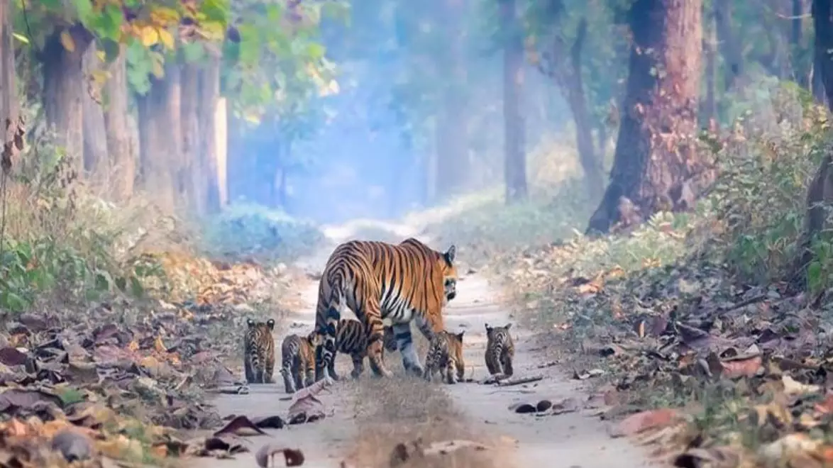 Incredible Photograph Shows Tiger Numbers Are Finally On The Rise Again