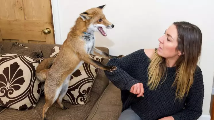 ​Mum Adds To Her Gang With Pet Fox After It Was Abandoned