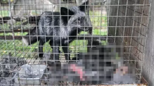 Shocking Images From Fur Farms Spark Fresh Calls For Complete UK Ban