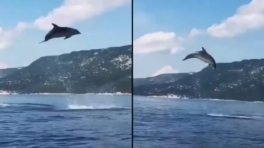 Wild Dolphins Give Tourists In Boat An Unbelievable Show