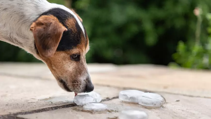 Blue Cross Reveal How To Safely Give Your Dog Ice Cubes In The Sun
