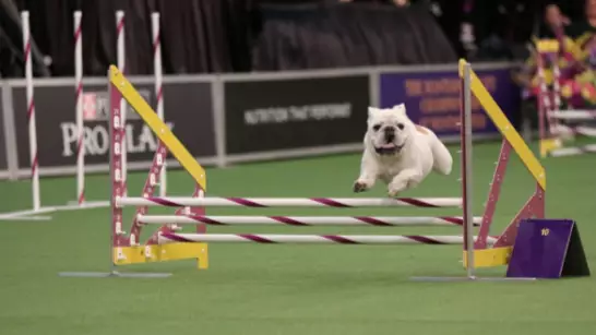 This Little Bulldog Has Become A Viral Sensation After Absolutely Smashing An Agility Course