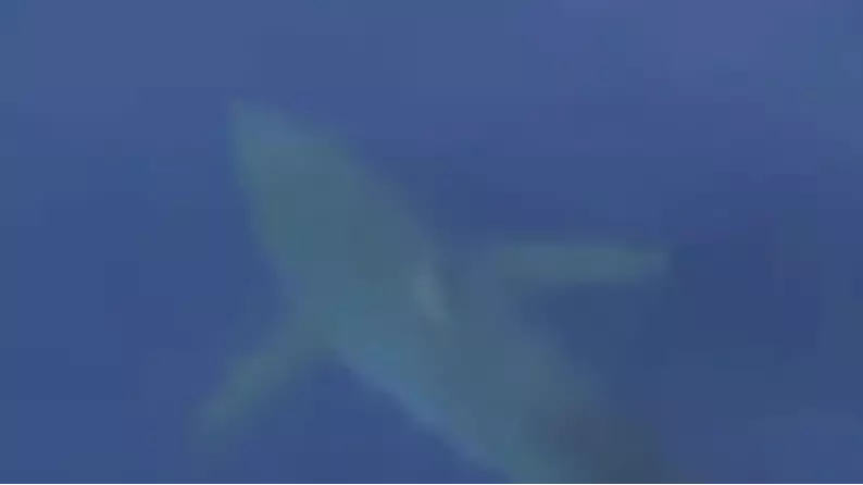 Footage Emerges Of The Huge Great White Shark Spotted Off Coast Of Majorca 