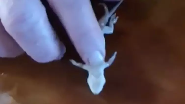 Bloke Performs CPR And Mouth To Mouth To Save Gecko That Fell Into His Beer