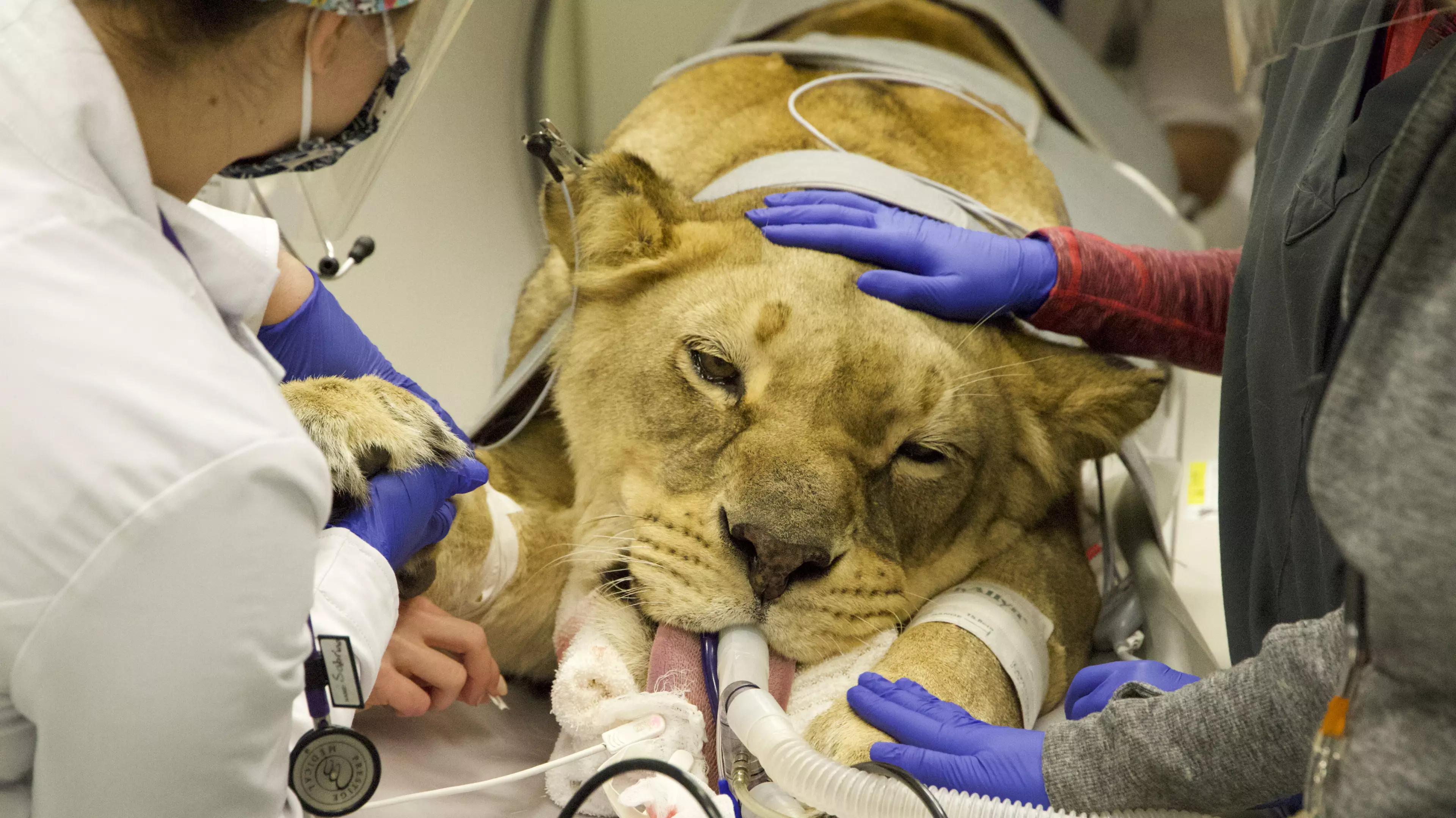 Lioness Rescued From Joe Exotic's Zoo Undergoes Surgery 