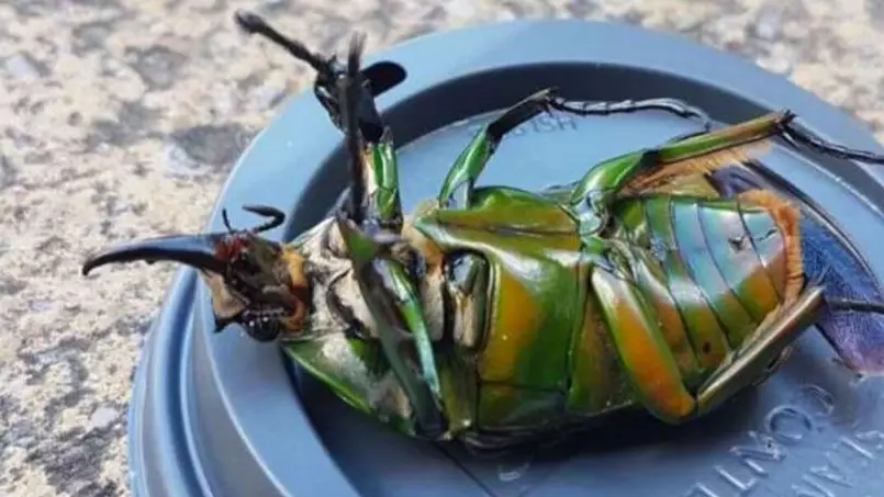 Man Finds Mysterious Green Insect On The Street