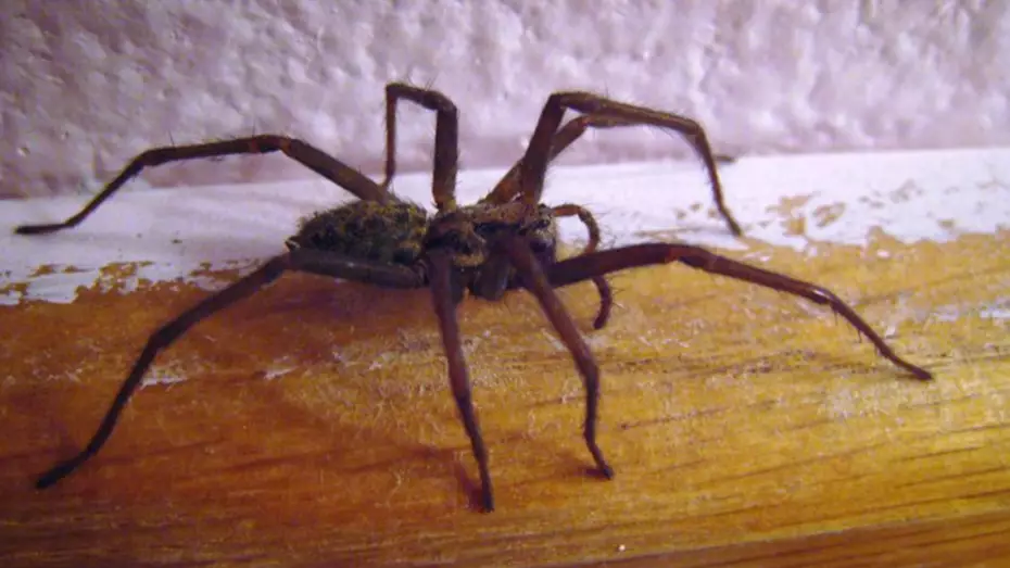 Giant Spiders 'The Size Of A Hand' Invading Homes Across UK