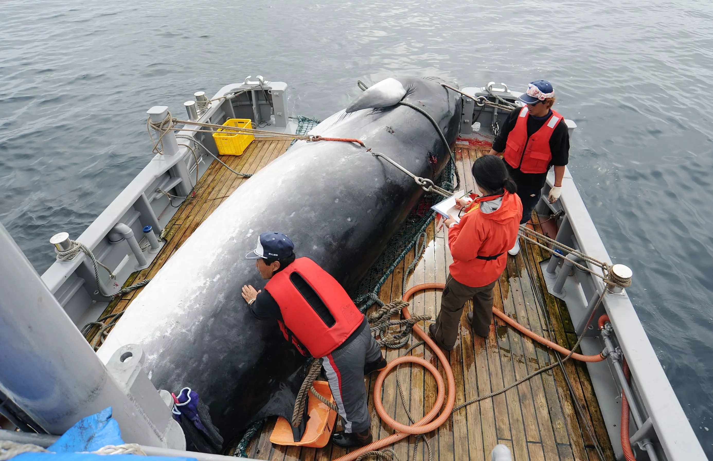A minke whale is unloaded at a port after a whaling for scientific purposes in Kushiro.