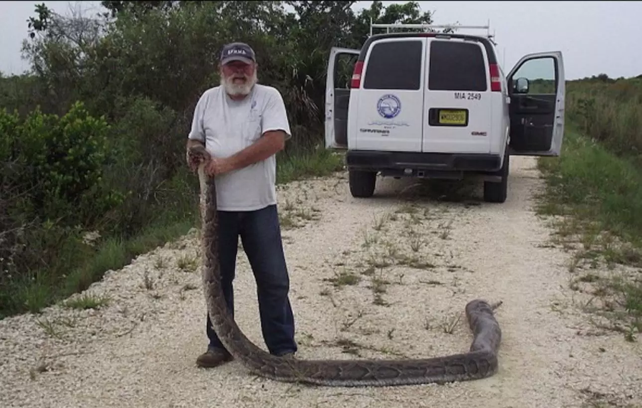 Snake Proves It's A Top Lad By Eating Three, I Repeat, Three Whole Deer 