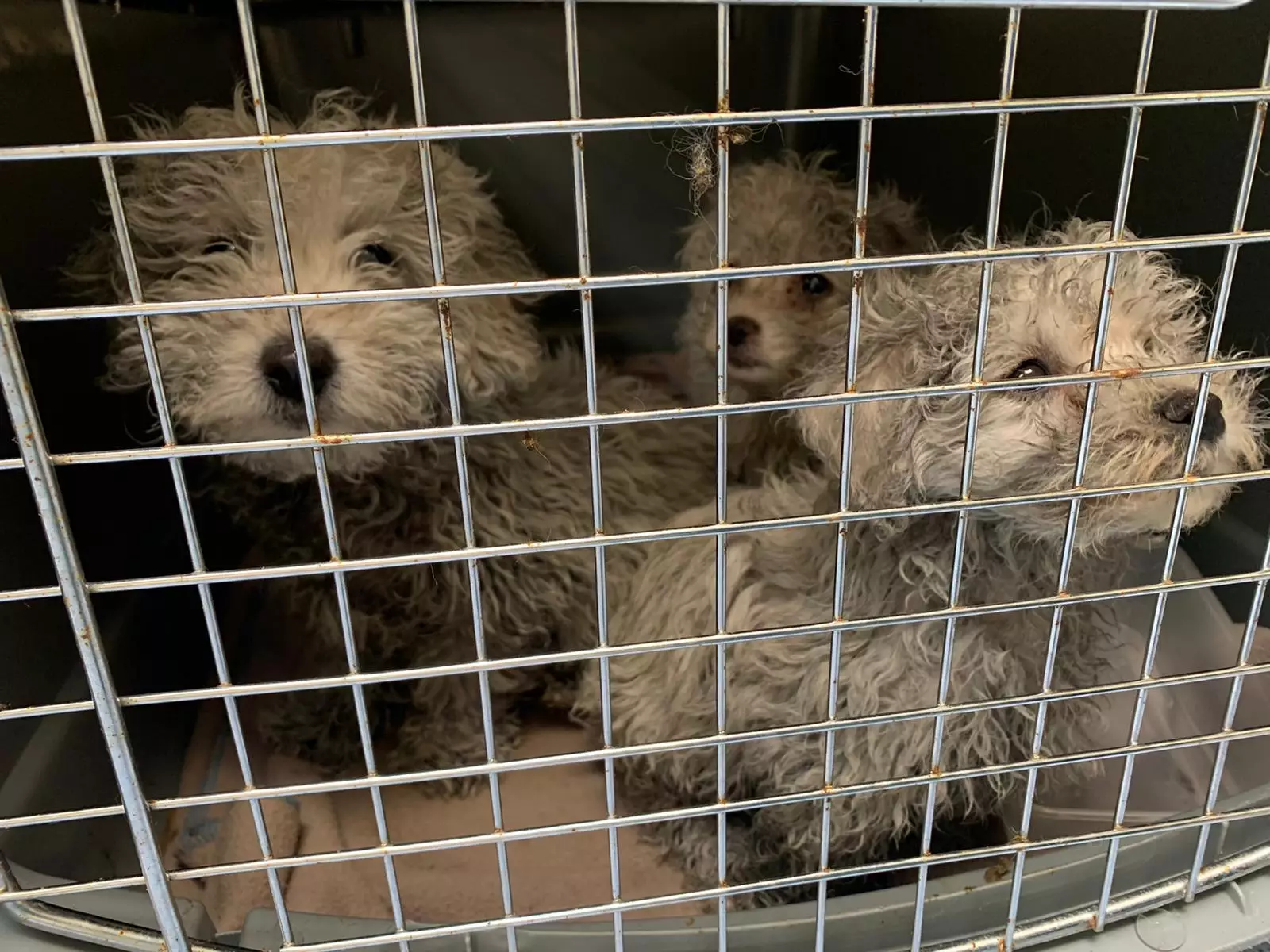 The pups were found in Dover (