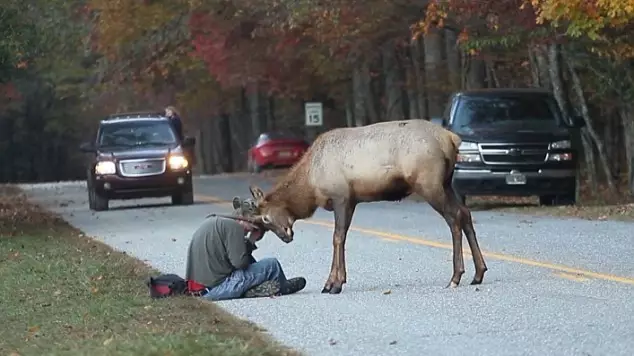 Elk That Headbutted Photographer Euthanised Because It Was No Longer Scared Of Humans