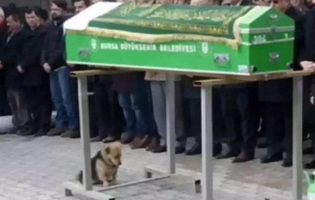 Dog Provides Guard At Owner's Funeral And Visits Grave Every Day
