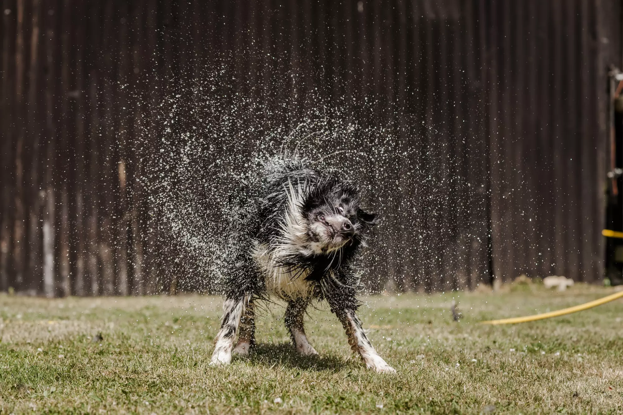 Heatstroke in dogs can be fatal, so it's essential that your pup has easy access to shade and plenty of water (