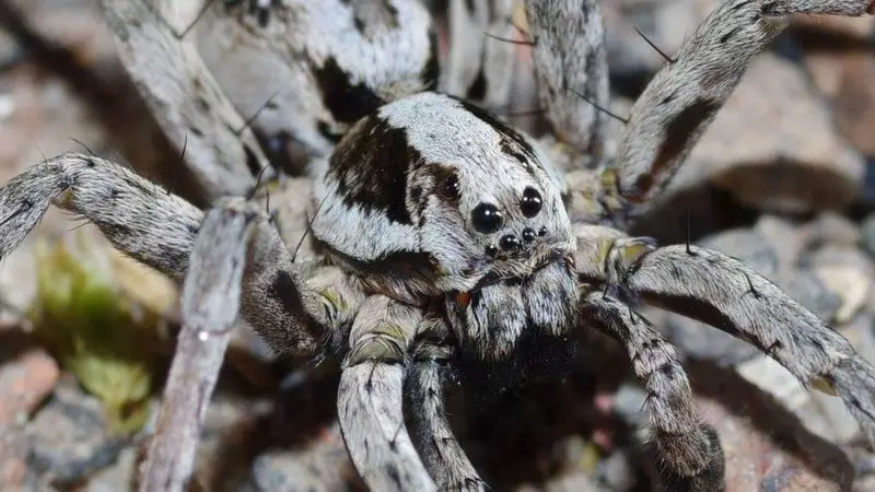 Rare Great Fox-Spider Discovered In UK For The First Time Since 1990s