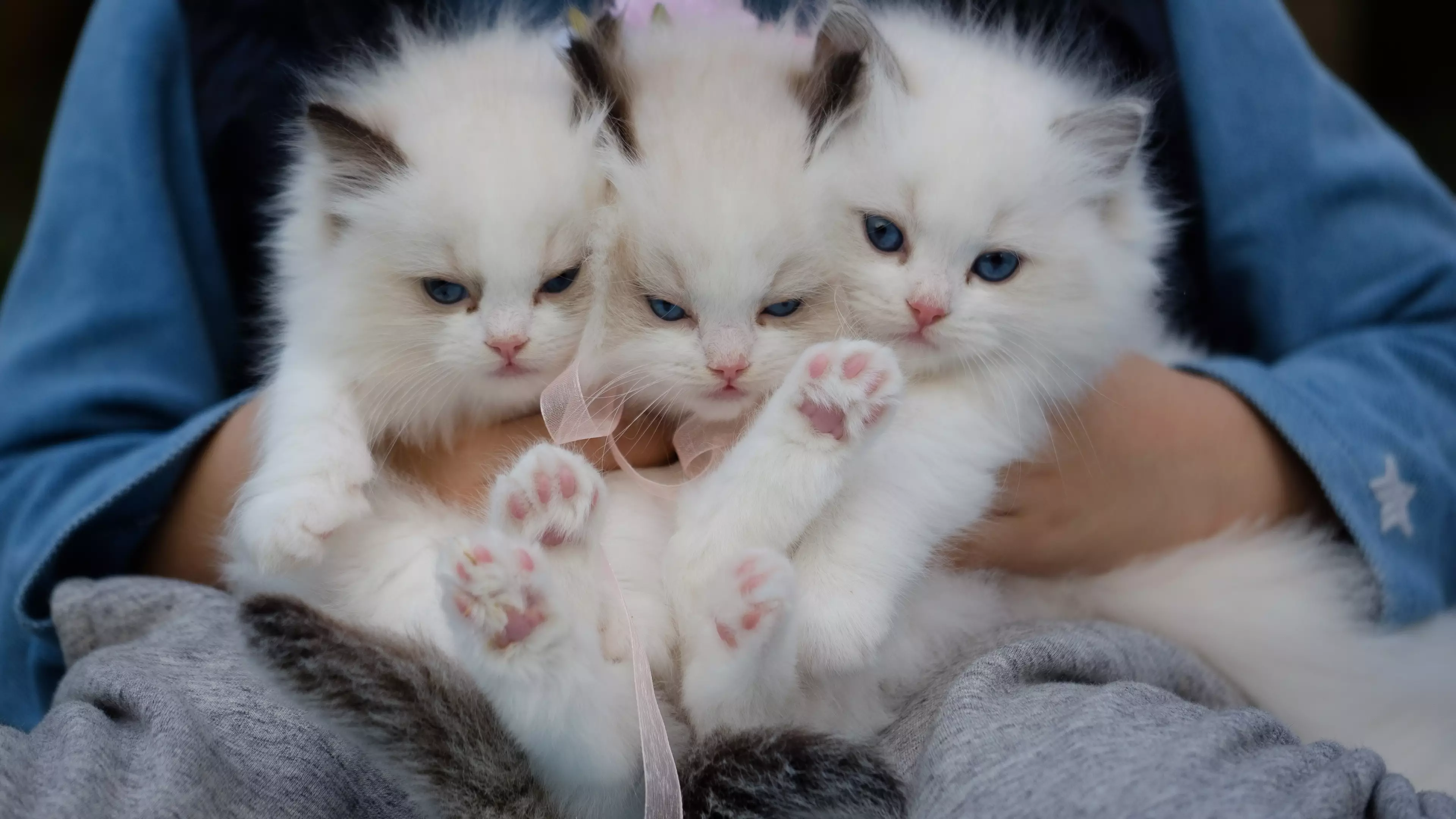 You Can Now Do Kitten Yoga And We Can't Deal With The Cuteness
