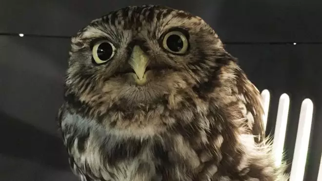 An Adorable Rescue Owl Found In A Ditch Was 'Too Fat To Fly'