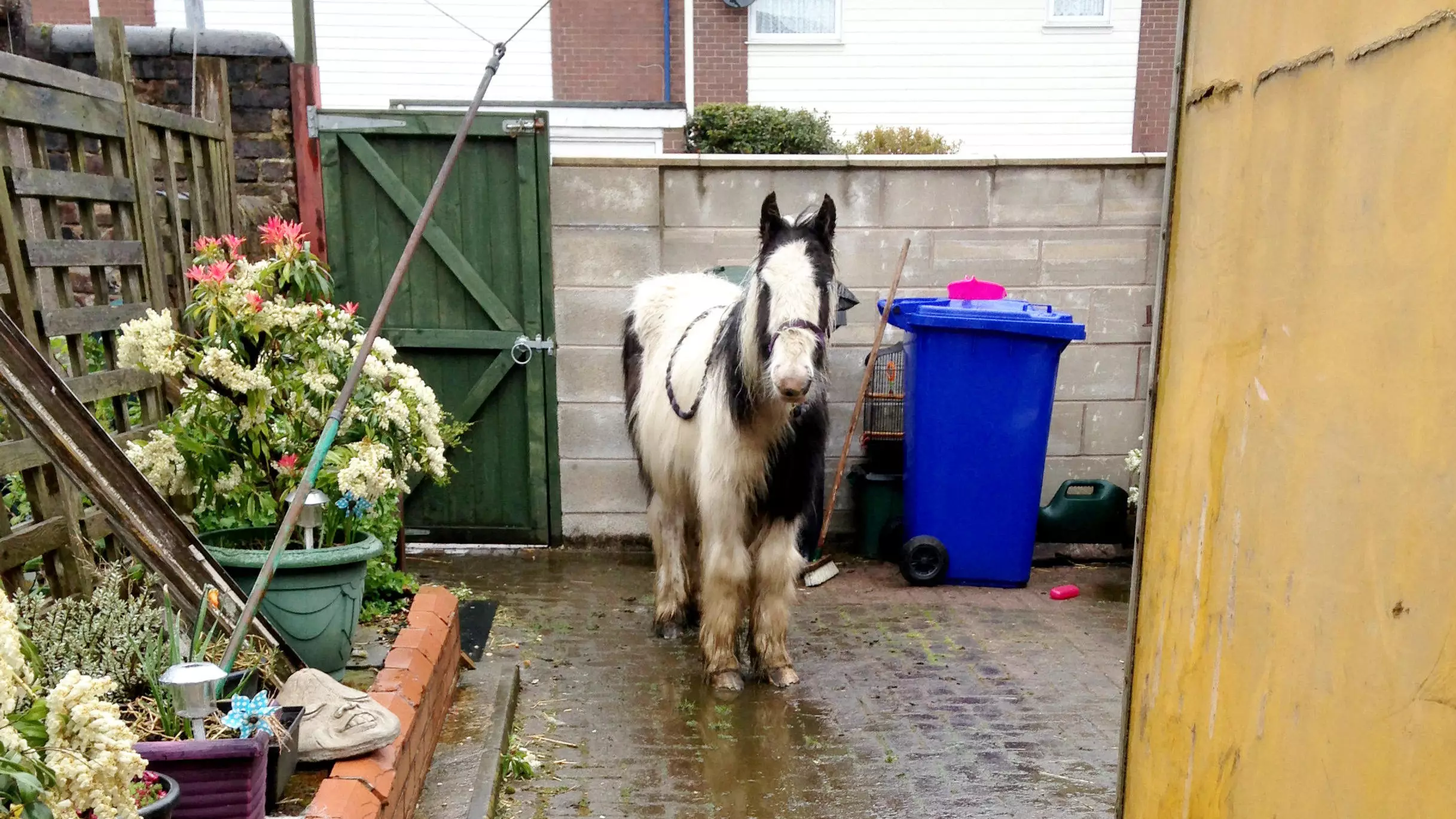 Shocked Grandmother Finds A Pony Dumped In Her Back Yard 